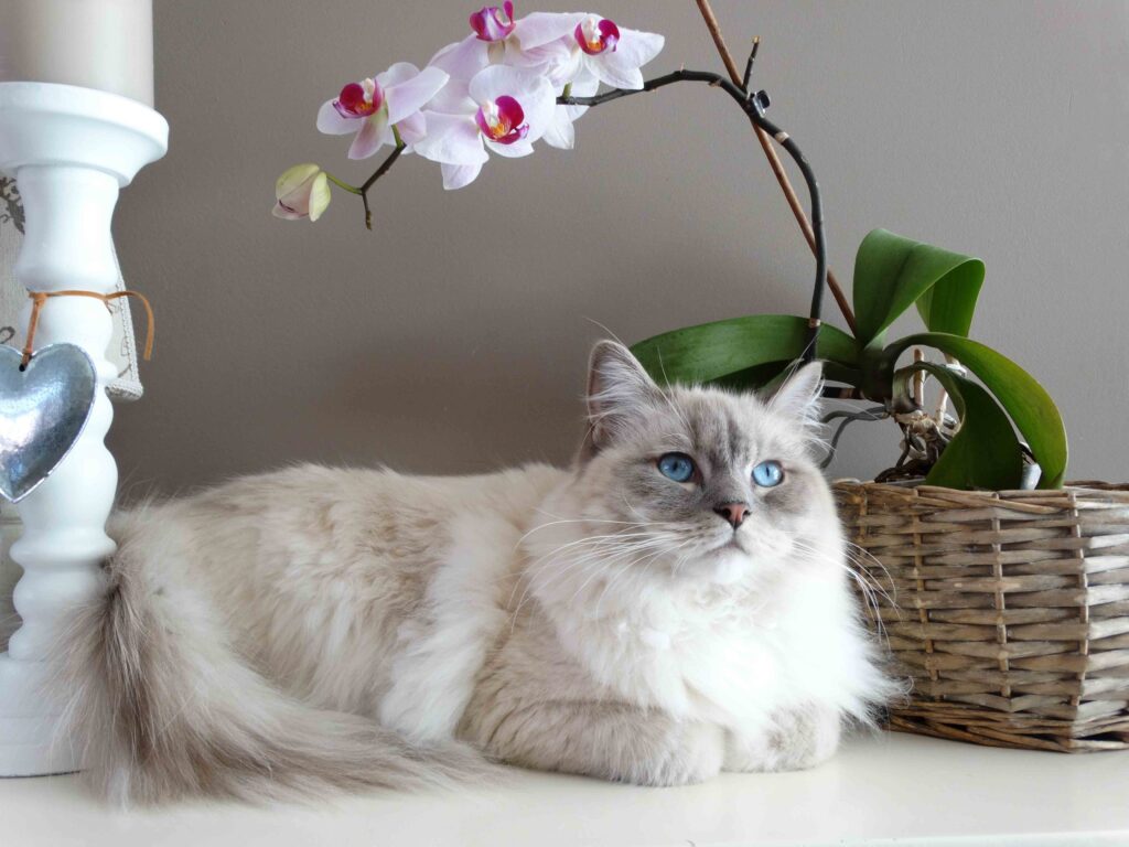 What Your Cat Breed Says About You